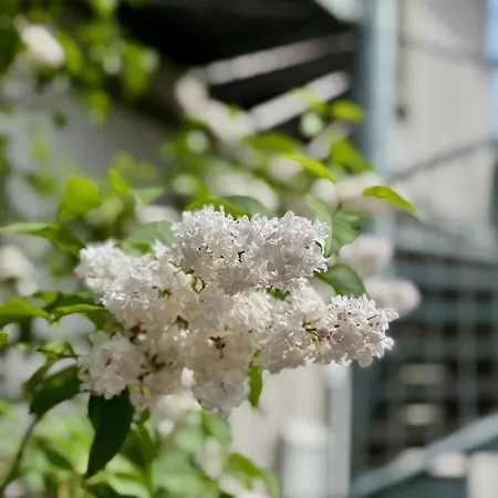 Alte Dorfschule Westerwald Puderbach (Neuwied)