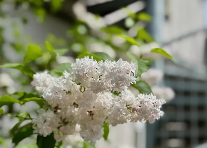 Alte Dorfschule Westerwald Puderbach (Neuwied)